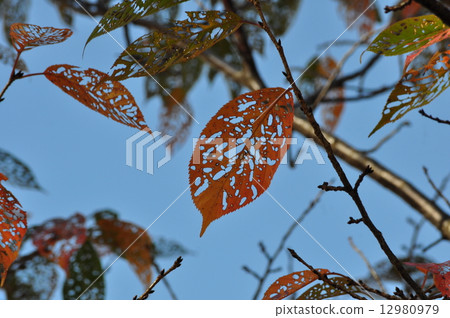 橫濱櫻桃樹死的葉子在秋天 12980979