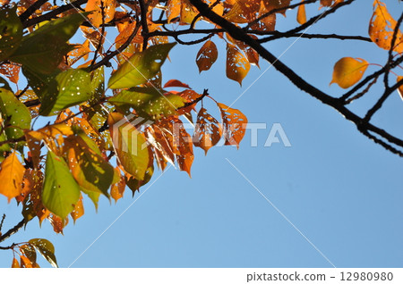 橫濱櫻桃樹死的葉子在秋天 12980980