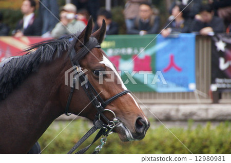 Horse's face Horse's face 12980981