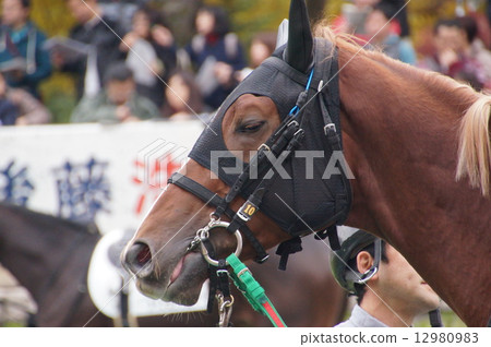 Horse's face 12980983