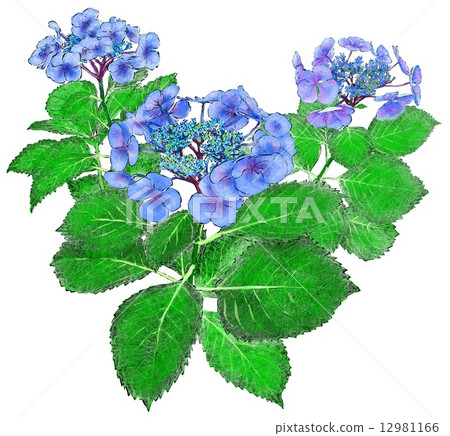 hydrangea   12981166