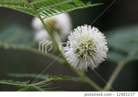 天然植物Ginnem，大約100年前，它作為一個有用的植物轉移到沖繩，現在它是一個令人討厭的。人類是自私的 12981217