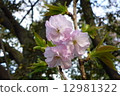 Sakura (Fukuoka) 12981322