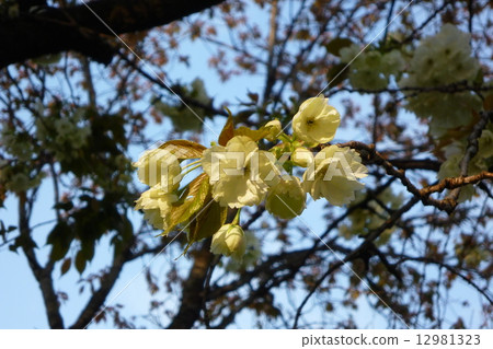 黃櫻（raku） 12981323