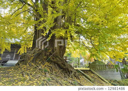 Shogyo-ji寺的大銀杏-4 12981486