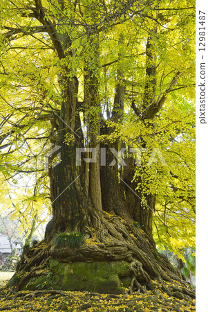 Shosoji寺的大銀杏-5 12981487