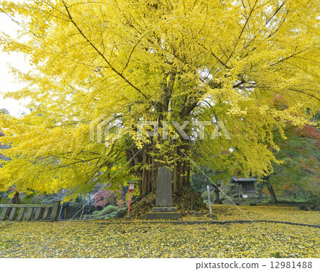 Shosoji Temple-6的大銀杏 12981488