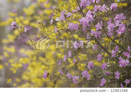 Ezomurasaki azalea 12981566