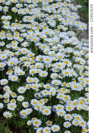 我將追逐陽光明媚的chrisancemum北極。 我將追逐陽光明媚的chrisancemum北極。 12981629