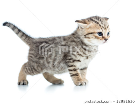 kitten cat isolated on white 12981630