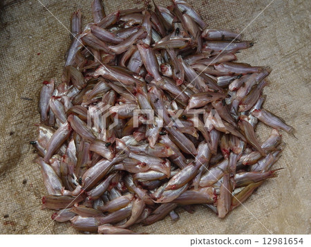 河魚連衣裙(暹粒/柬埔寨) 河魚連衣裙(暹粒/柬埔寨) 12981654