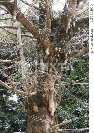 Ginkgo beside Kinrigura Shrine "Exodusa" 12981669