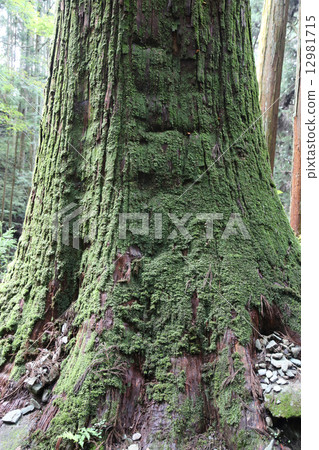 Cedar big tree (Shikoku Buddha No. 44 Buddhist Temple of the Great Buddha Temple) Cedar big tree (Shikoku Buddha No. 44 Buddhist Temple of the Great Buddha Temple) 12981715