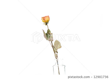 Dried flower  12981736