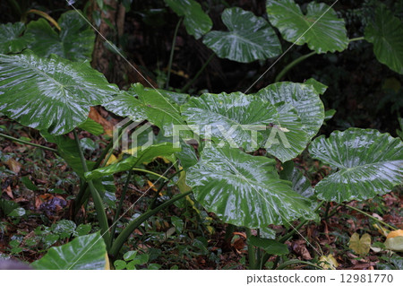 Natural plant quadrigo, if you look at the leaves wet in the rain in the forest there is a sense of "anything that came to the jungle" 12981770