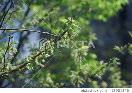 Mulberry flower blossoms are not noticeable. Mulberry flower blossoms are not noticeable. 12981846