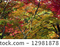 Autumn leaves 12981878