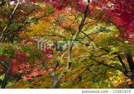 Autumn leaves Autumn leaves 12981878