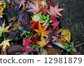 Autumn leaves 12981879