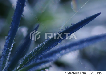 Winter morning Winter morning 12981959