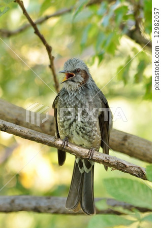 Brown eared bulbul 12982057