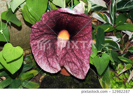 Aristrokia · Gigantea Aristrokia · Gigantea 12982287