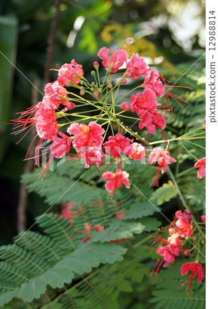 Stag beetle Stag beetle 12988814