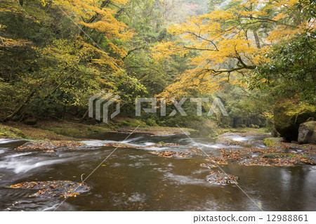 Flow of autumn leaves and Kikuchi Valley 12988861