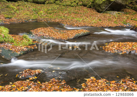 Flow of fallen leaves and Kikuchi Valley 12988866