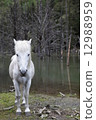Lake and white horse 12988959