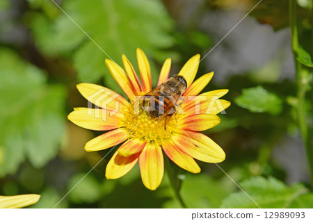 Chrysanthemum and Hanaab 12989093