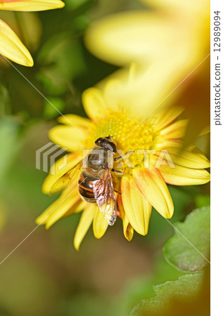 Chrysanthemum and Hanaab Chrysanthemum and Hanaab 12989094