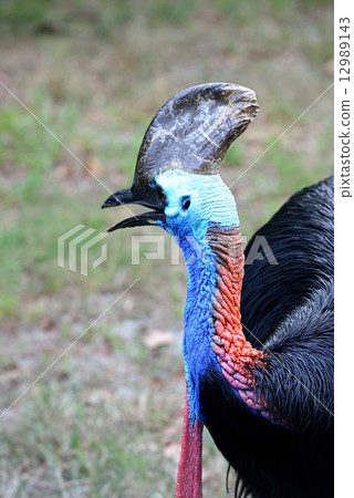 The Beautiful bird. The Beautiful bird. 12989143