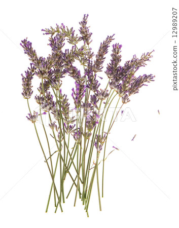 dry flowers of lavender plant isolated on white dry flowers of lavender plant isolated on white 12989207