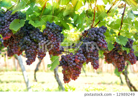 red grapes with green leaves on the vine red grapes with green leaves on the vine 12989249