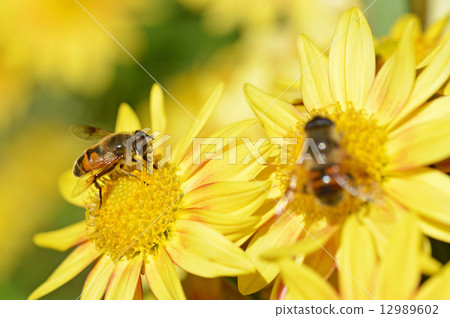 菊花和哈納布 12989602