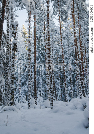 Winter snow covered trees. Viitna, Estonia. 12990402