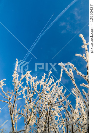 The tops of trees covered with hoarfrost against the blue sky The tops of trees covered with hoarfrost against the blue sky 12990427