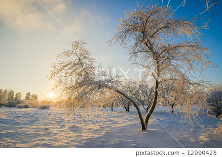 trees covered with hoarfrost against the blue sky trees covered with hoarfrost against the blue sky 12990428