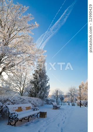 A beautiful city park with trees covered with hoarfrost A beautiful city park with trees covered with hoarfrost 12990429
