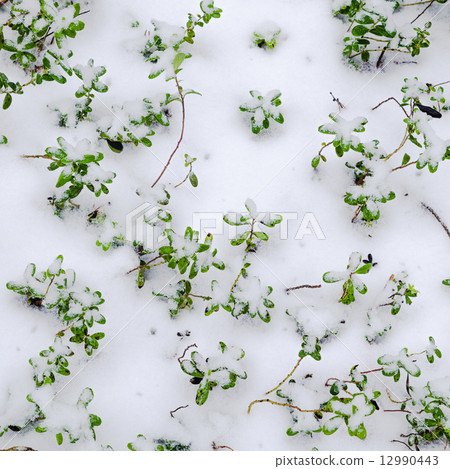 Snow-covered bushes cowberry 12990443