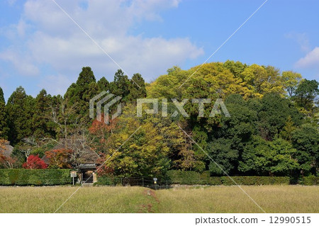 初秋的柿子 初秋的柿子 12990515