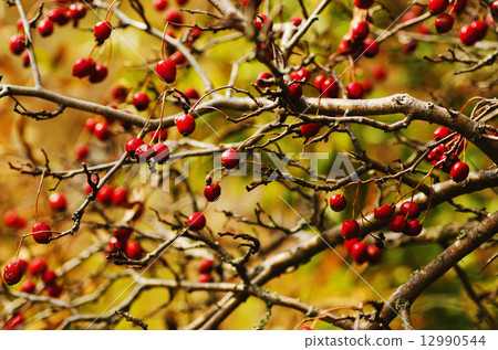 Hawthorn berries in nature 12990544