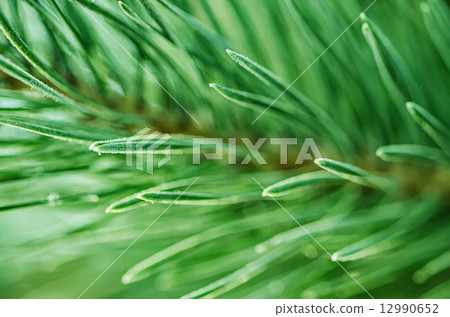 Pine iced tree 12990652