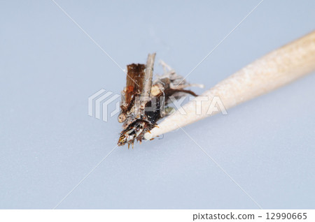 Minor beetle 12990665