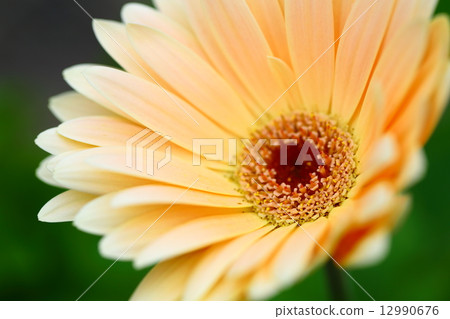 Gerbera Gerbera 12990676
