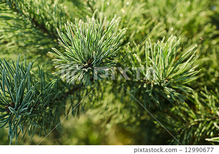 Pine iced tree Pine iced tree 12990677