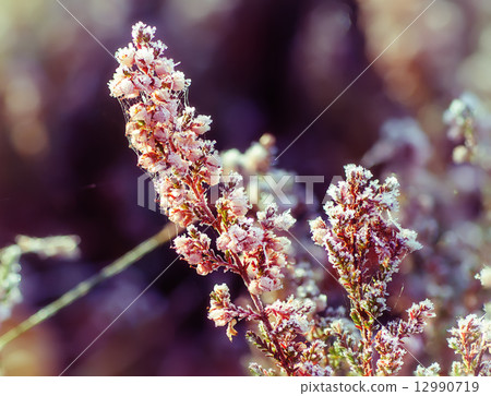 Frozen heather flower 12990719