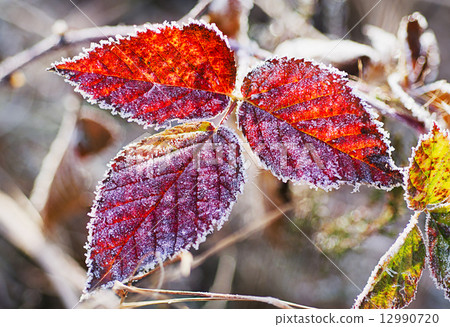 Frozen blackberry leaves 12990720