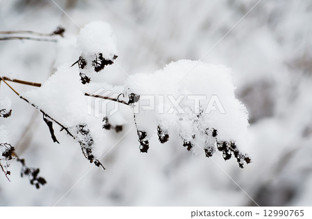 Under the snow Under the snow 12990765